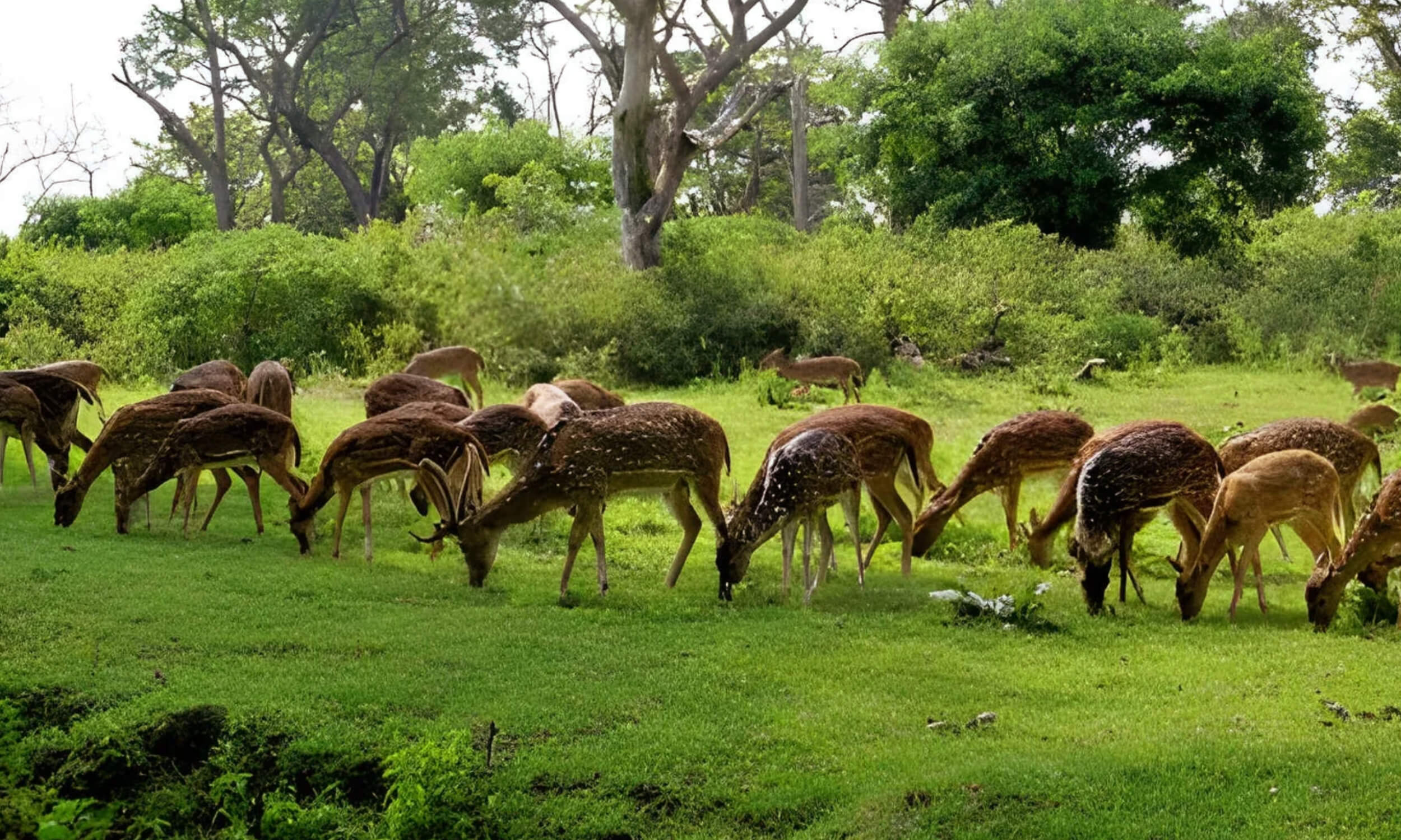 Mudumalai National Park