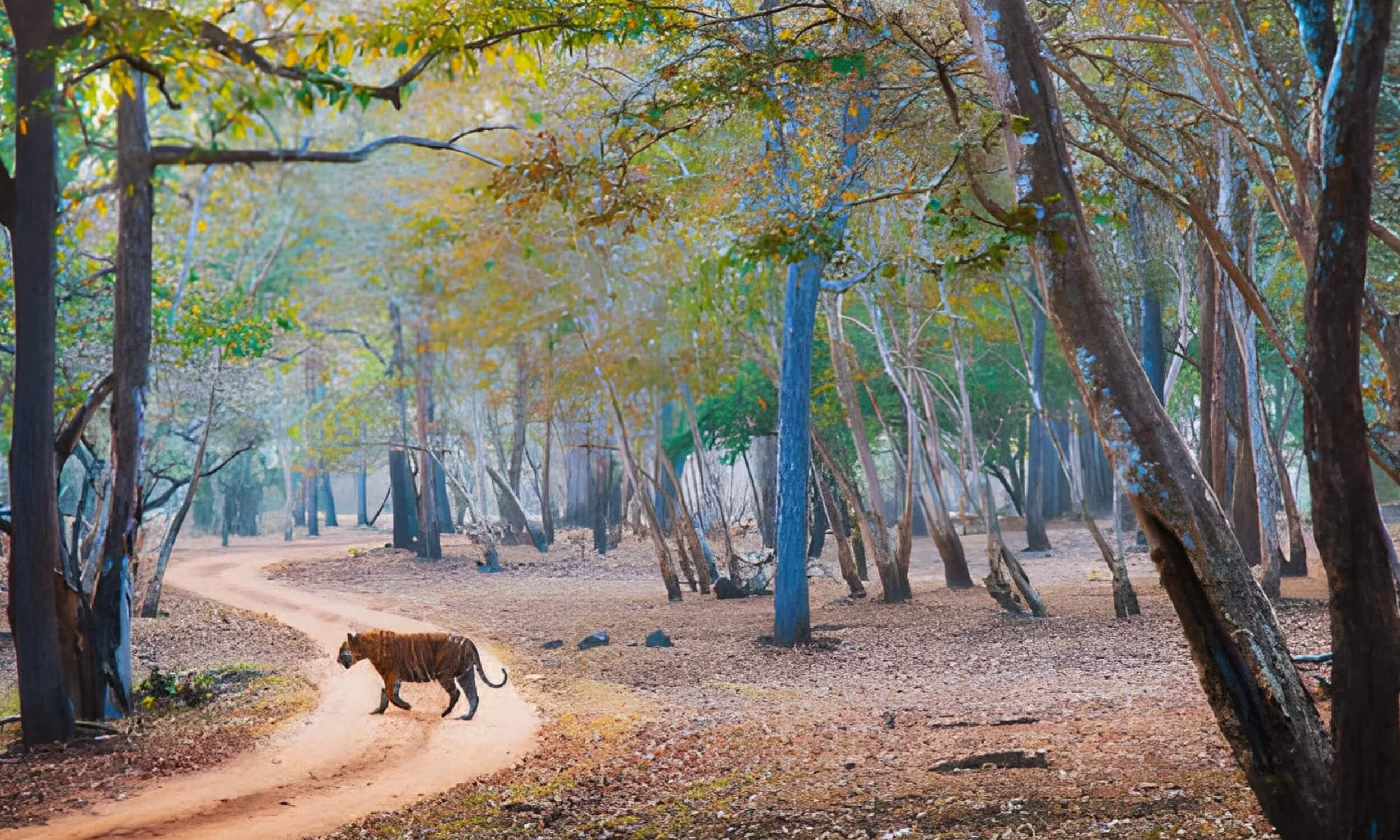 Nagarhole Tiger Reserve