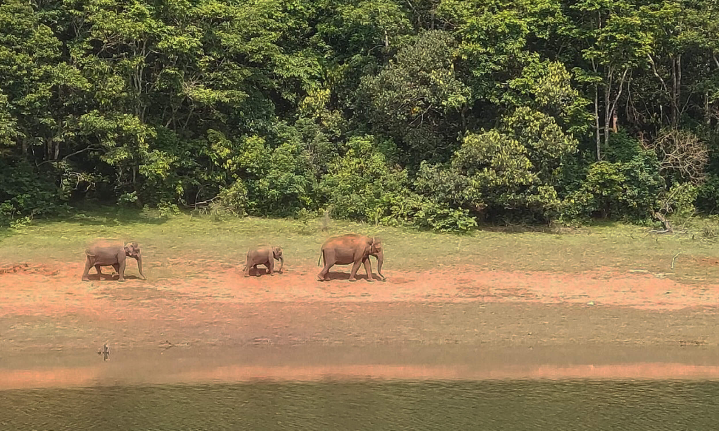 Periyar National Park