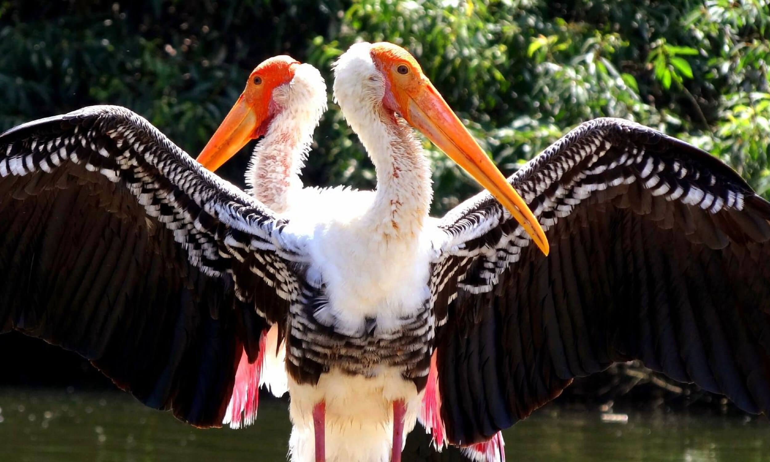 Ranganathittu Bird Sanctuary