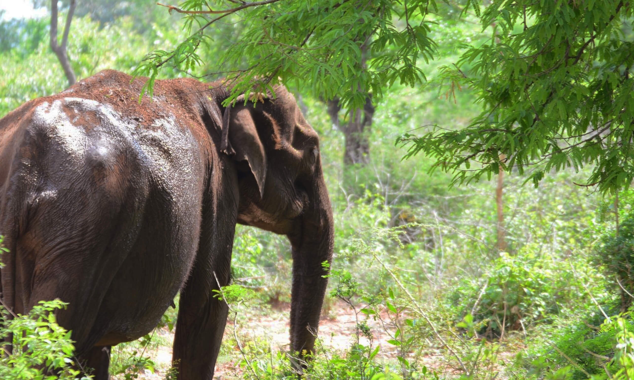 Sathyamangalam Tiger Reserve