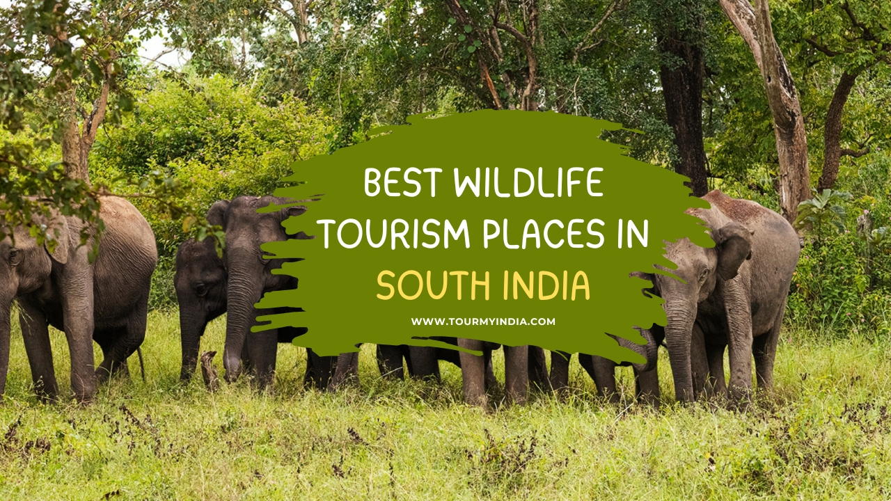 Top Wildlife Tourism Places in South India