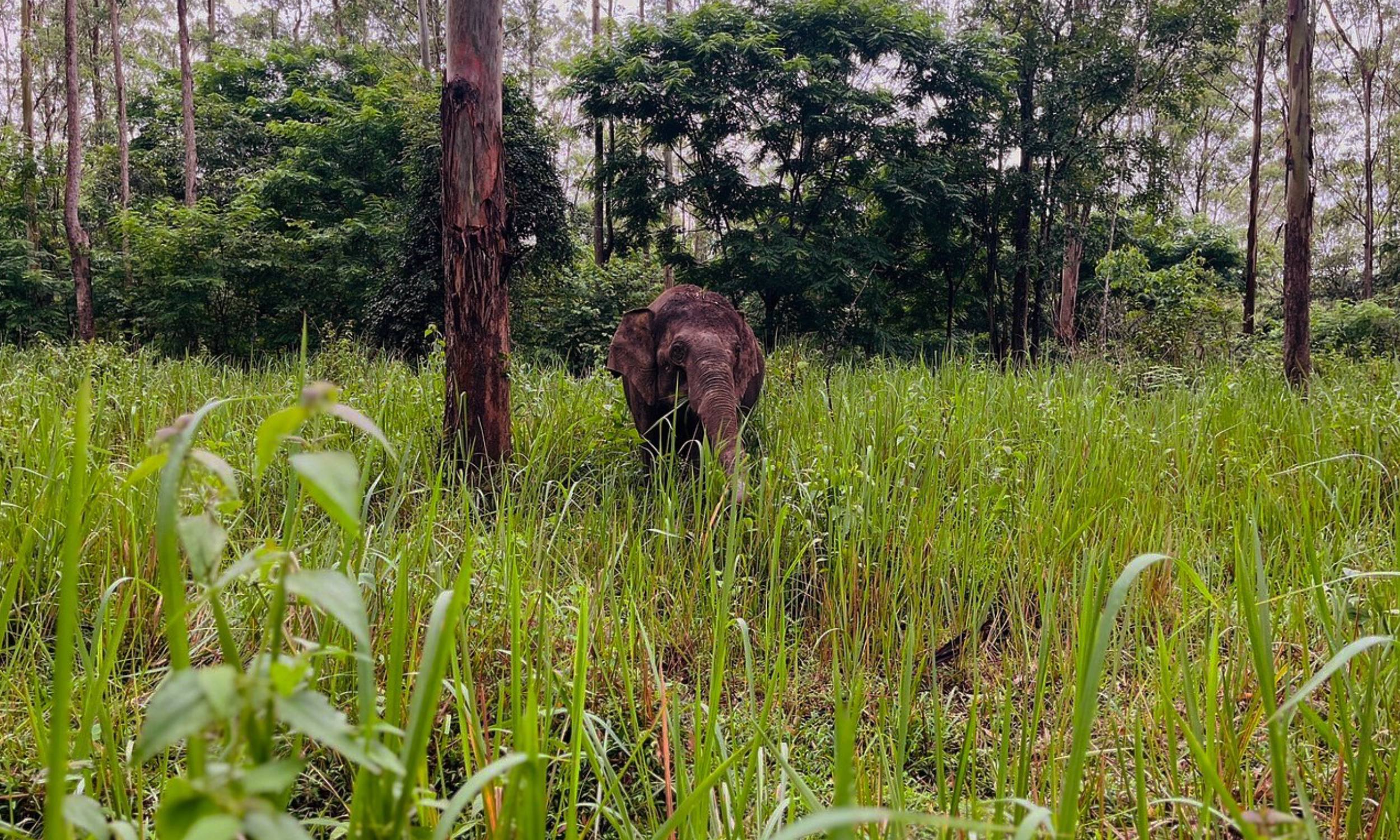 Wayanad Wildlife Sanctuary
