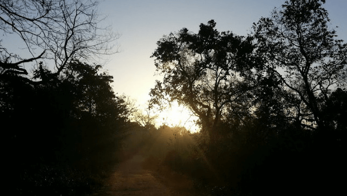 My Jeep Safari Bird Watching Experience At Jim Corbett National Park