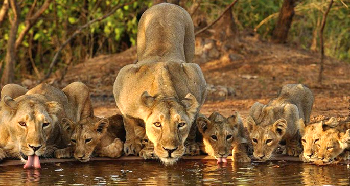 20 Popular National Parks and Wildlife Sanctuaries in Gujarat
