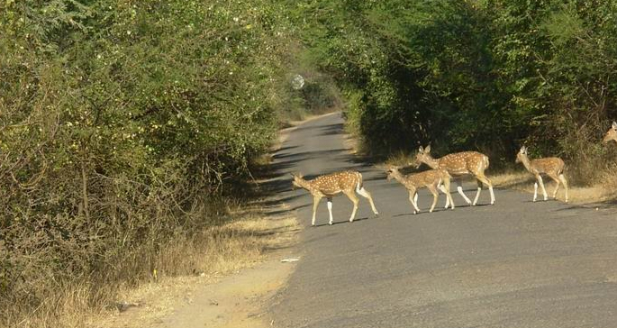 Mahal Dang 20 Popular National Parks and Wildlife Sanctuaries in Gujarat
