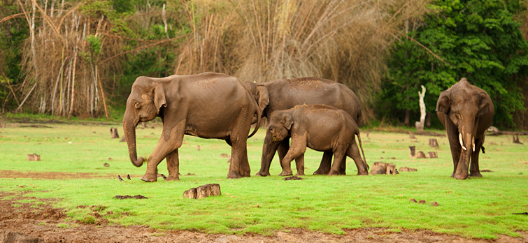 Elephants in Nagarhole National Park