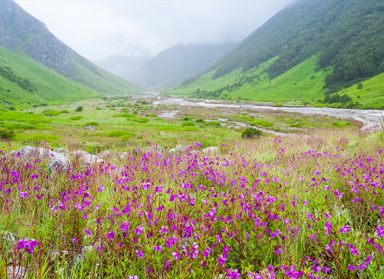 6 Reasons to Visit Valley of Flowers National Park