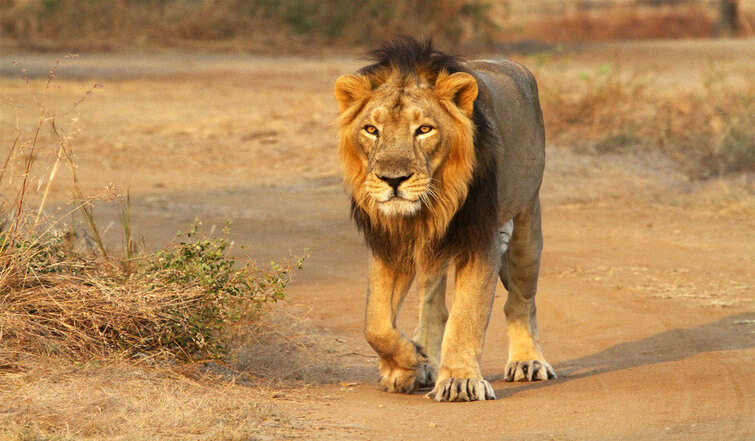 lion safari in india in hindi