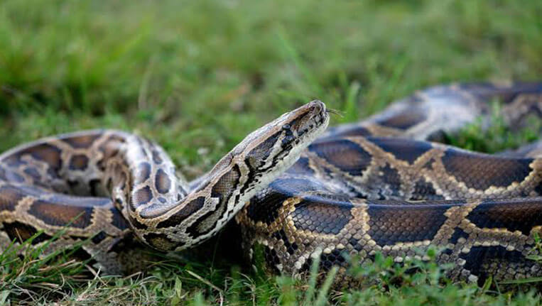 Image showcasing Snake Park Opens at Dehradun Zoo | Know about Visiting Time & Entry Fee