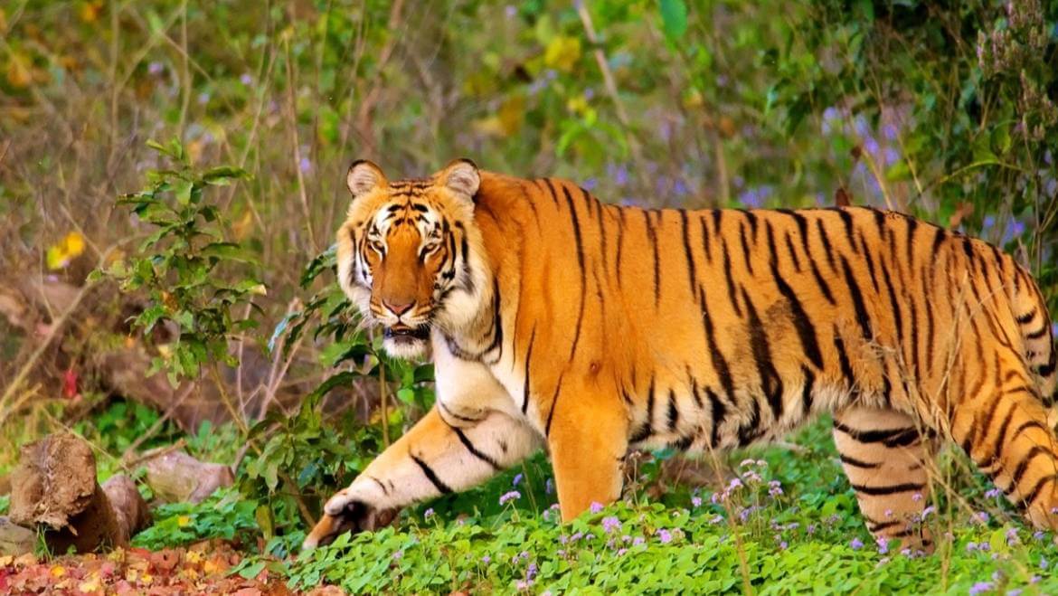 Jim Corbett National Park Opens for Tourists AllRound the Year Tourism