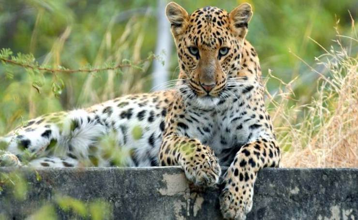 jhalana leopard safari park about