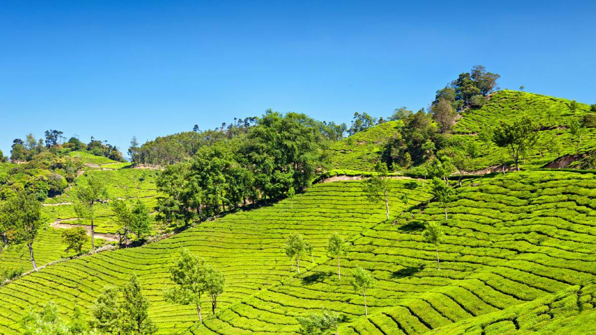 places to visit between kochi and munnar