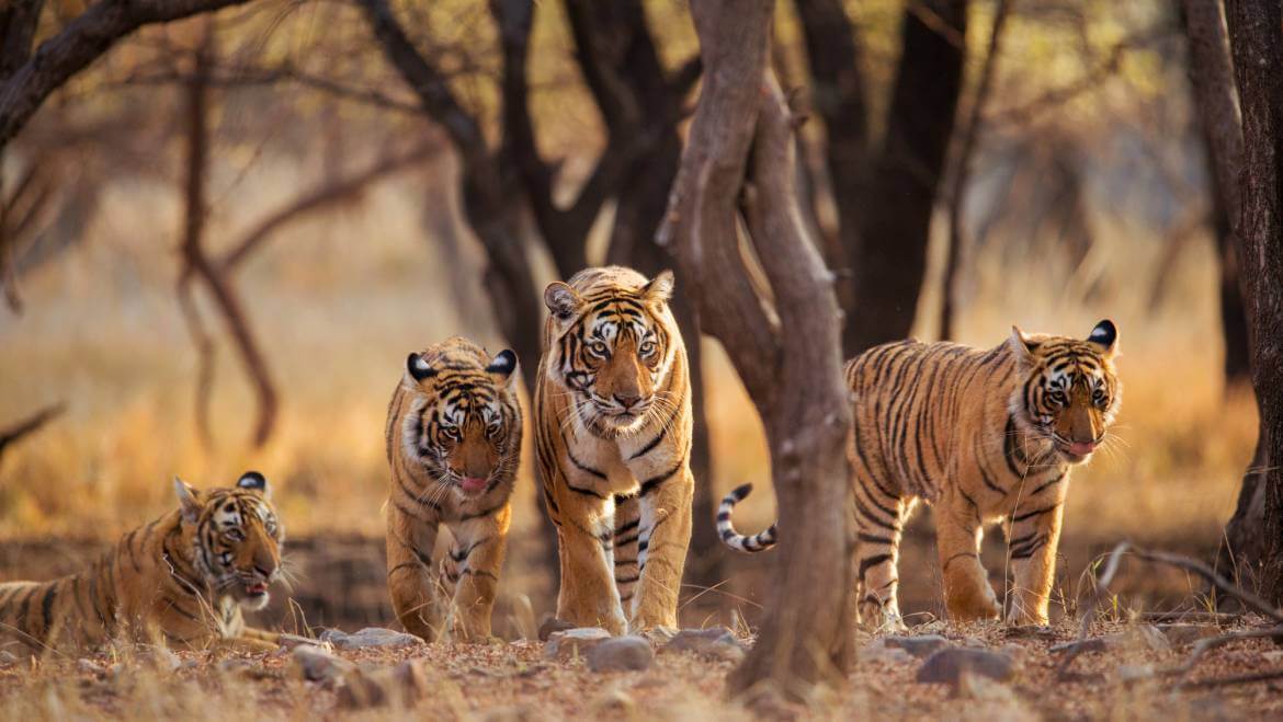 10 Best Tiger Safari Destinations in India | Tour My India