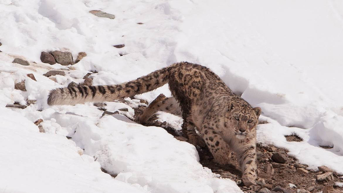 Snow Leopard Population Grows in India; Ladakh Has the Highest Numbers