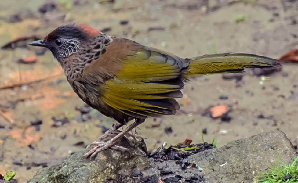 Netora Harley 10 Best Bird Watching Destinations in India | Tour My India
