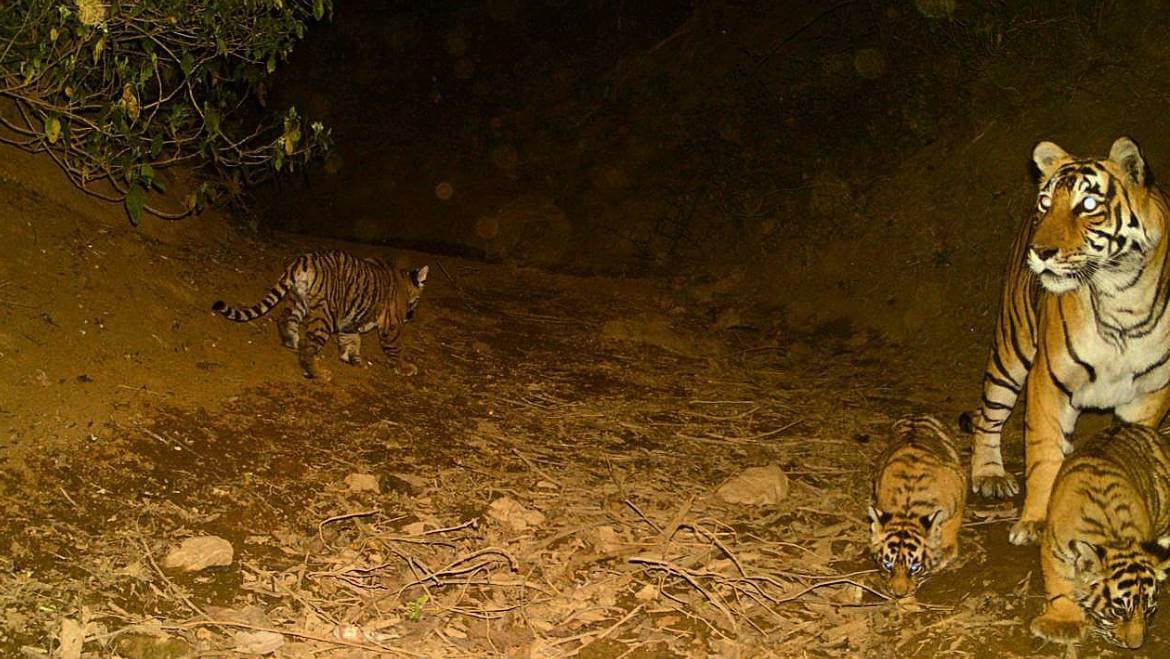 Three Tiger Cubs Spotted in Rajasthan’s Sariska Tiger Reserve