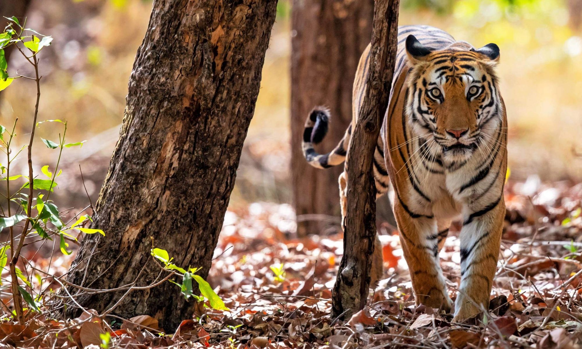 Top 18 Family Vacation Ideas for This Summer in India | Tour My India