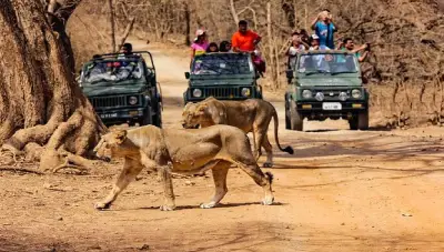 Gujarat Gir National Park Safari Tour