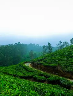 munnar image