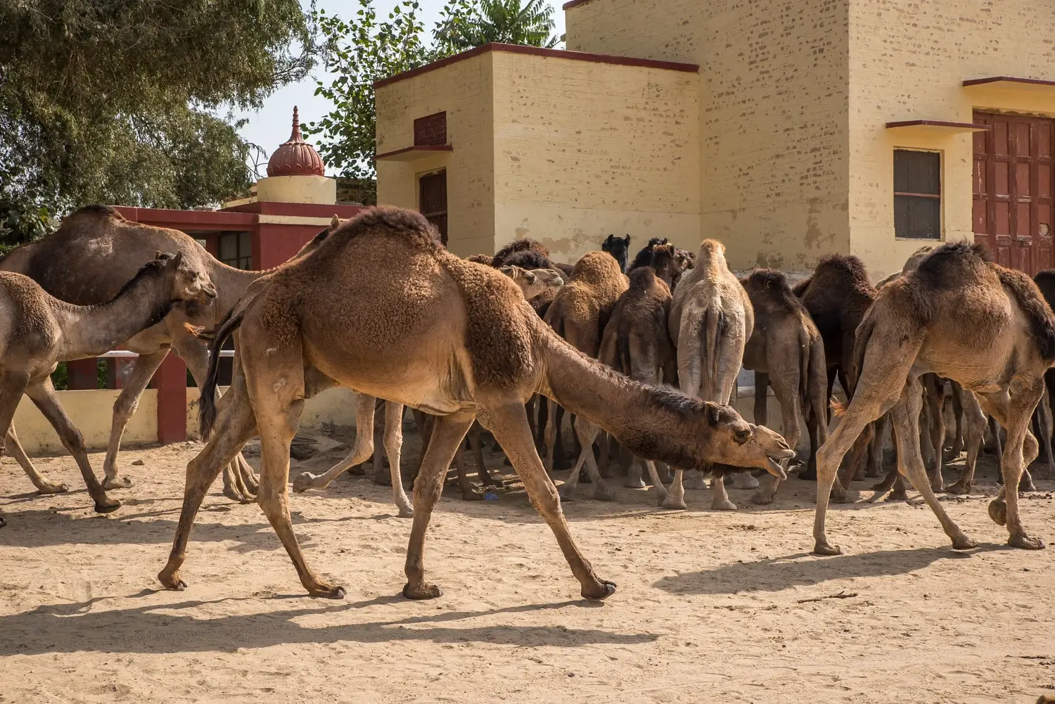 National Research Centre On Camel