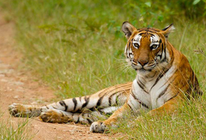 Tiger at Bandipur National Park