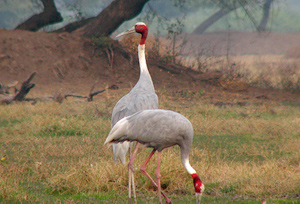 Birding in Bharatpur