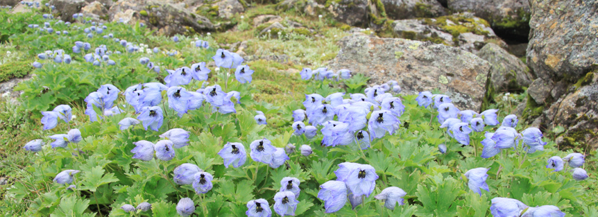 Chenap Valley Trek