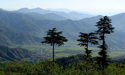 Chindi Shimla