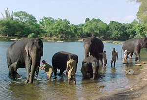 dubare-elephant-camp