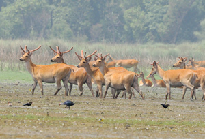 Dudhwa National Park