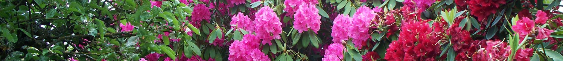 Rhododendron Flower Tour India