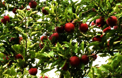 Fruit Orchards, Parwanoo
