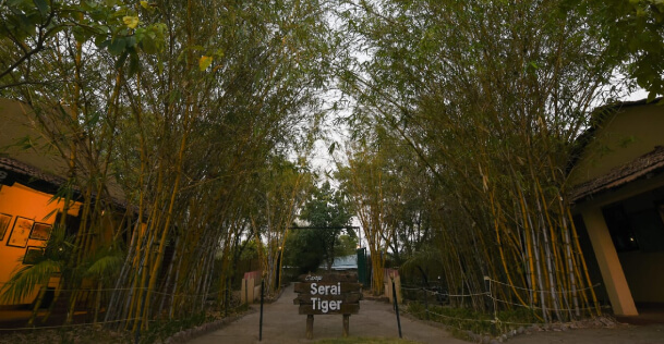Camp Serai Tiger, Tadoba