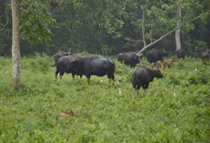 Gorumara National Park