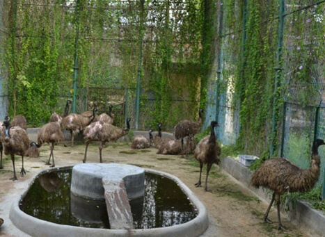 Gulab Bagh and Zoo Udaipur, Rajasthan