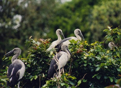 Karnala Bird Sanctuary Maharashtra