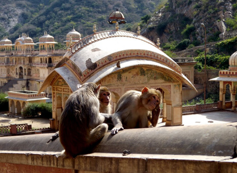 Monkey Temple Jaipur