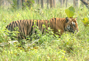 Mudumalai National Park & Wildlife Sanctuary in Tamil Nadu