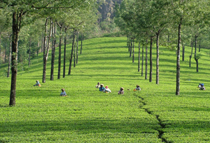 Munnar Tour