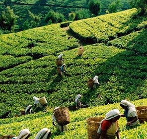 Munnar Tea Tasting Package