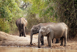 Karnataka Wildlife Tourism Guide- Wildlife Sanctuaries in Karnataka