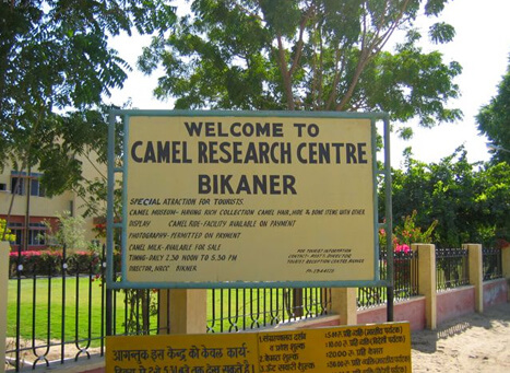 National Research Centre on Camel, Bikaner