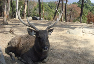 Gopalpur Nature Park