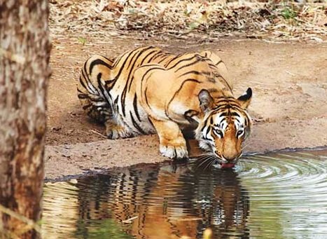 Painganga Wildlife Sanctuary Maharashtra