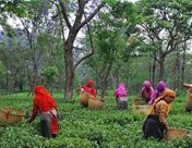 Palampur Tea Gardens Himachal