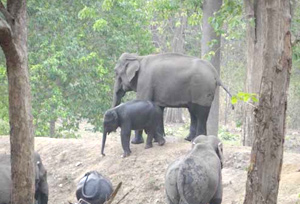 Palamau Tiger Reserve