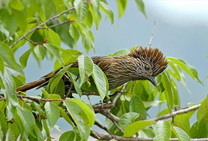 Pangot Bird in Uttarakhand