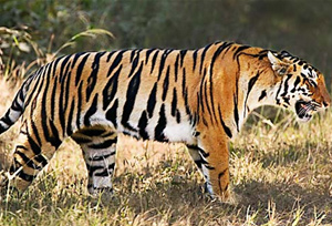 Tiger at Panna National Park