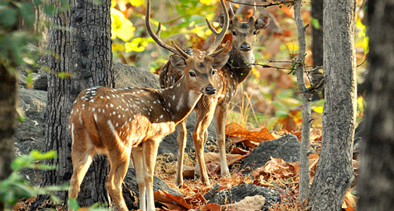 Popular National Parks & Wildlife Sanctuaries in Madhya Pradesh | MP  Wildlife Tours